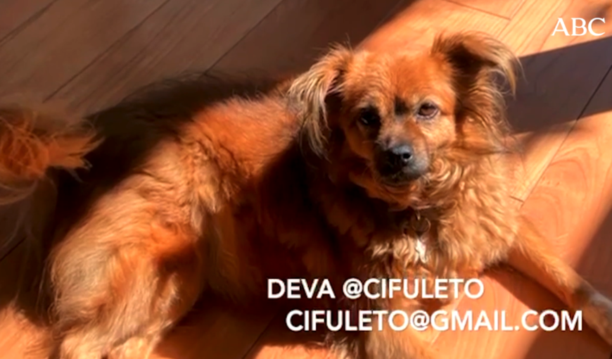 Celtas Cortos y sus seguidores buscan a Deva, la perrita de Jesús Cifuentes